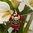 Topfhänger - Blumentopfhänger ☘ roter Marienkäfer Maikäfer ☘ Glückkäfer ☘