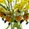4er SET | Topfanhänger - Blumentopfanhänger  - Topfhänger ❤ Biene WILLI ❤
