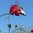 Windspiel Mobile Vogelwippe Gartenpendel Gartenwippe ❤ Maus JERRY ❤