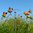 Windspiel Gartendeko Gartenpendel Unruhe Gartenstecker ❤ Paradies-Vögel ❤ Vogel