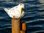 Dekoration Gartendeko maritim ❤ Möwe ❤ Vogel ❤ auf Poller - Naturdeko aus Holz